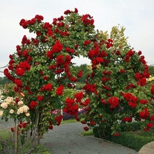 Misda Store Tüplü Amadeus Kırmızı Kokulu Yediveren Sarmaşık Gül Fidanı