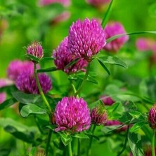 Misda Store Üçgül Çiçeği Çayır Üçgülü Tohumu 100 Adet Tohum