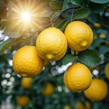 Misda Store Sepetim 5 Yaş Aşılı 7 Veren(Yediveren) Mayer Limon Fidanı *üzeri Meyveli*