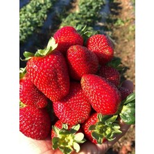 Misda Store Garden Doğal Yediveren Anadolu Çileği Tohumu 100 Ad. Tohum