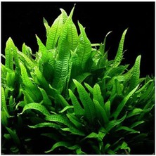 Misda Store Pteropus Sp S Saksı Canlı Bitki