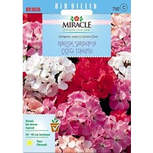 Misda Store Tohum Colorama Karışık Renkli Hibrit Sardunya Çiçeği (24 Tohum)