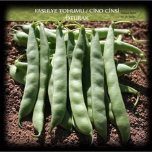 Misda Store Organik Cino Oturak Fasülye Tohumu 250 Gr. (650+ Adet) Sıla Gina Fasulye Tohumu