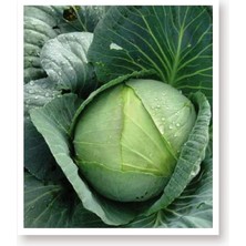 Misda Store Tarım Ata Tohumu Yerli Yalova Lahanası 1000 Adet Tohum