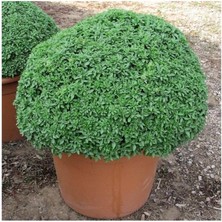 Misda Store Dünyam Mis Kokulu Top Reyhan Tohumu 15 Adet Tohum Çiçek Tohumu Fesleğen