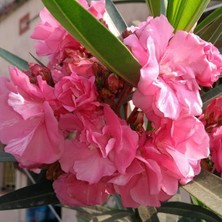 Misda Store Paket Tüplü Katmerli Pembe Çiçekli Zakkum Fidanı