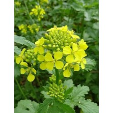 Misda Store Tarım Mikro Filiz Yeşilliğe Uygun Doğal Sarı Hardal Tohumu 1000 Adet Tohum