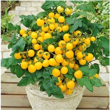 Misda Store Adet Saksılık Sarı Kiraz Domates Tohumu