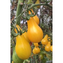 Misda Store Ampul Domates Tohumu 70 Adet