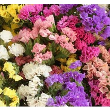 Misda Store Limonyum Çiçeği Tohumu (Ölümsüz Çiçeği) Karışık Renkli - 15 Tohum