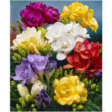 Misda Store Katmerli Frezya Çiçeği Soğanı - 20 Adet