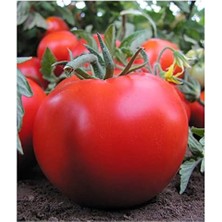 Misda Store Tarım Ata Tohumu Yerli Sofralık Domates 100 Adet Tohum