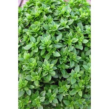 Misda Store Kokulu Fesleğen Tohumu / 20 Adet Tohum