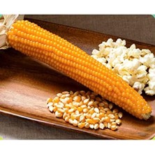 Misda Store Tarım Patlak Mısır Popcorn Cin Mısır Tohumu 50 Adet Tohum