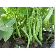 Misda Store Dünyam Boncuk Ayşe Fasulye 20+ Adet Tohum