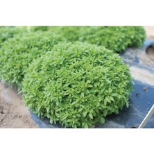 Misda Store Dünyam 100 Adet Dev Top Reyhan/fesleğen Tohumu