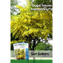 Misda Store Botanik 20 Adet Sarı Salkım Ağaç Tohumu