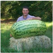 Misda Store Dünyam Eko Paket 30 Adet Dev Diyarbakır Karpuz Tohumu