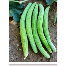 Misda Store Tarım Ata Tohumu Yerli Acur Köy Tipi 100 Adet Tohum