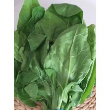 Misda Store Garden Yerli Sarmalık Yaprak Pancar Pazı Tohumu 100 Ad. Tohum