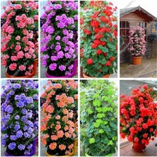 Misda Store Dünyam 8 Adet 8 Renk Sarmaşık Sardunya Tohumu