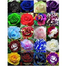 Misda Store Dünyam 20 Adet 20 Çeşit Karışık Gül Tohumu