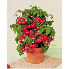 Leaf Shop Tinytim Cherry Domates Toprak ve Saksı Seti 25+ Tohum