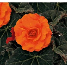 Leaf Shop Begonya Tohumu (Katmerli, Kırmızı Yaprak) Turuncu Renkli - 8 Tohum
