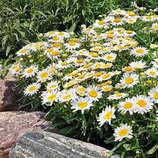 Misda Store Papatya (35 Tohum)