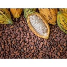 Misda Store Dünyam Organik Kakao Ağacı Tohumu