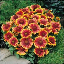 Misda Store Dünyam Gayret Çiçeği Tohumu