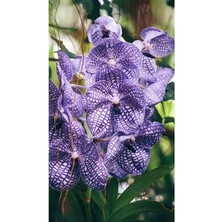 Misda Store Dünyam Mor Mermer Desenli Orkide Çiçeği Tohumu