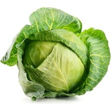 Misda Store Garden Doğal Beyaz Lahana (Yalova Tipi) 100 Ad. Tohum