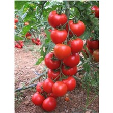 Misda Store Paket 200 Adet Tohum Ithal Mis Kokul Gerçek Sırık Domates Tohumu