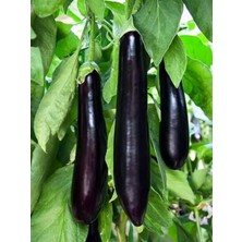 Misda Store Garden Doğal Patlıcan Meşhur Aydın Siyahı 100 Ad. Tohum