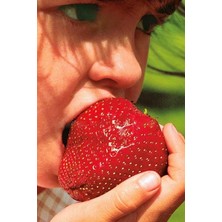 Misda Store Dünyam Jumbo Dev Çilek Tohumu / 40 Adet Çilek Tohumu