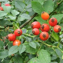 Misda Store Tüplü Geleneksel Anadolu Dikenli Kuşburnu Fidanı