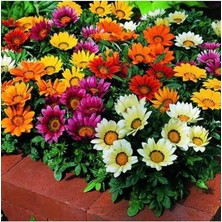 Misda Store Dünyam 10 Adet Gazania Mix Flower Tohumu