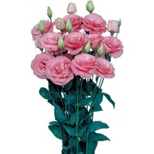 Misda Store Lisianthus Çiçeği Tohumu (Katmerli, Bodur) Pembe Renkli - 5 Tohum