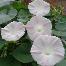 Misda Store Gündüz Sefası Çiçeği Tohumu(10 Tohum)