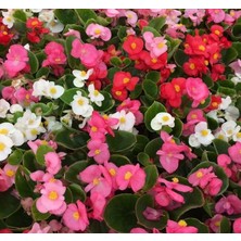 Misda Store Şeker Begonya Tohumu Banga - Karışık Renkli (20 Tohum)