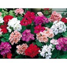 Misda Store Look 15-20 Adet Sardunya Çiçeği Tohumu TH-2252688577452255