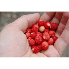 Misda Store Dağ Çileği Tohumu 20 Adet Tohum Yabani Çilek Tohumu