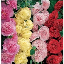 Leaf Shop Katmerli Uzun Boylu Gül Hatmi Çiçeği Tohumu