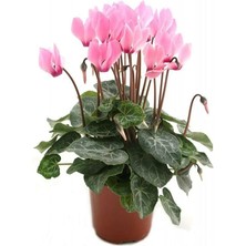 Leaf Shop Dünyam Sıklamen Çiçeği 5 Adet Çiçek Tohumu Ev Bahçe Için Ideal