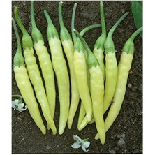 Misda Store Tarım Ata Tohumu Yerli Turşuluk Acı Biber 100 Ad Tohum