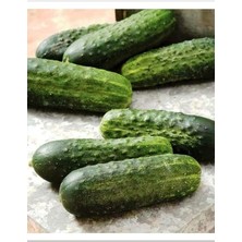 Misda Store Tarım Hibrit Kornişon Tohumu Can F1 100 Adet Tohum