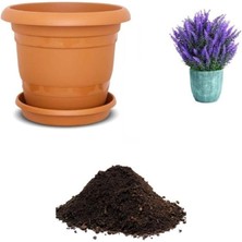 Leaf Shop Look Mor Kokulu Ingiliz Lavanta Tohumu Ekim Seti TH-DSHNLLKSET043