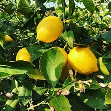 Leaf Shop Yaş Aşılı Yediveren Mayer Limon Fidanı, Torbada