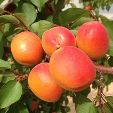 Leaf Shop Özel Seçim Sahil Bölgeler Için Uygun Olan Aşılı Kayısı Fidanı Paketi